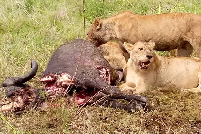 4-Day Lodge Private Tour to Tarangire, Serengeti and Ngorongoro - Lodges, meals, and what the $900 covers