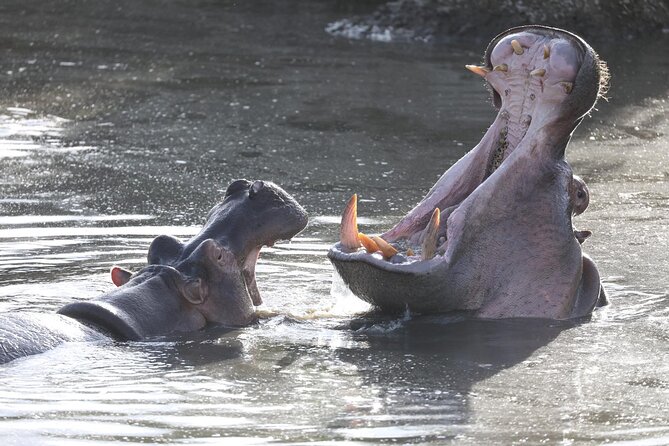 4-Day Lodge Private Tour to Tarangire, Serengeti and Ngorongoro - Timing, comfort, and the rough-road reality