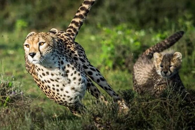 4-Day Majestic Group Tour in Safari - Day 2 at Tarangire: elephants, baobabs, and a long game drive