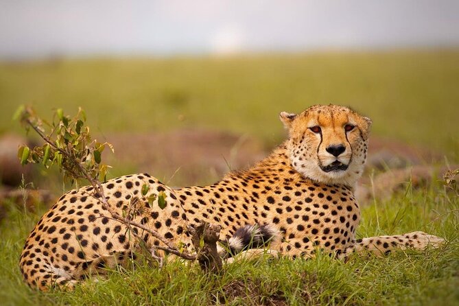4-Day Majestic Group Tour in Safari - Day 3 at Ngorongoro Crater: the safari’s strongest wildlife day