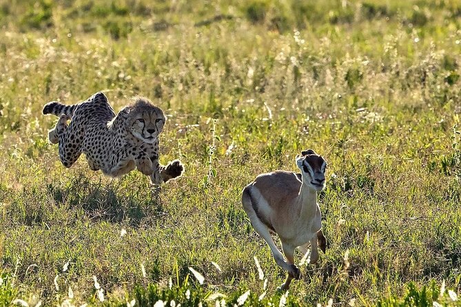 4-Day Majestic Group Tour in Safari - Day 4 at Lake Manyara: a varied final day