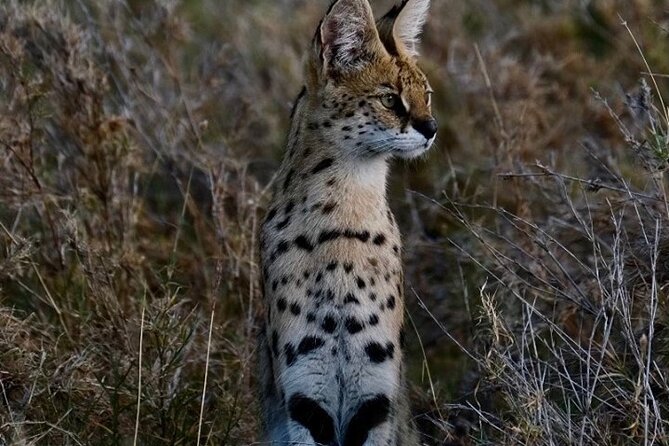 4-Day Majestic Group Tour in Safari - Guides and the human side of the trip