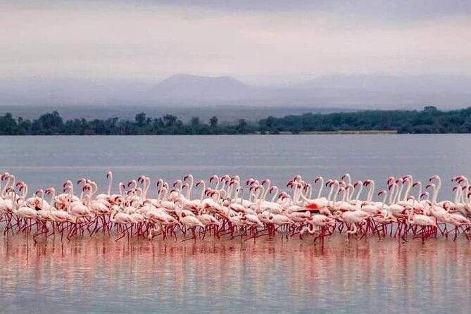 4-Day Majestic Group Tour in Safari - Who will get the most from this safari
