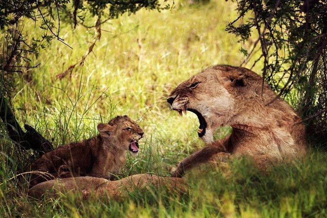 4-Day Manyara Serengeti and Ngorongoro Wonders Budget Safari Tour - Lake Manyara and the search for tree-climbing lions