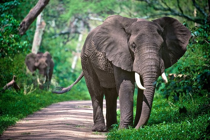 4-Day Manyara Serengeti and Ngorongoro Wonders Budget Safari Tour - What the six-person Jeep means for you