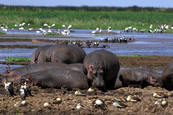 4-Day Manyara Serengeti and Ngorongoro Wonders Budget Safari Tour - Meals, camping, and what to clarify