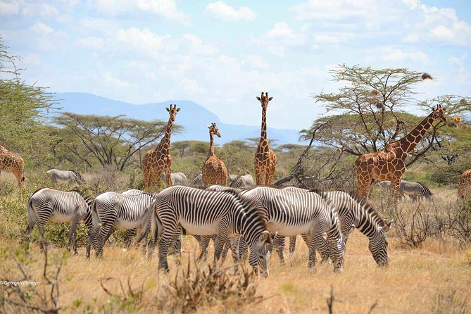 4 Day Mid-range Serengeti Safari - Day three: A final Serengeti drive and Olduvai Gorge