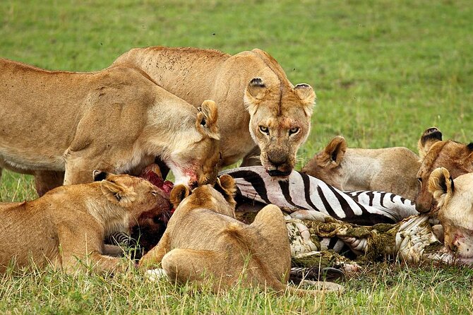 4 Day Ngorongoro Crater Tarangire and Serengeti National Park - Wildlife: what you can reasonably hope to see