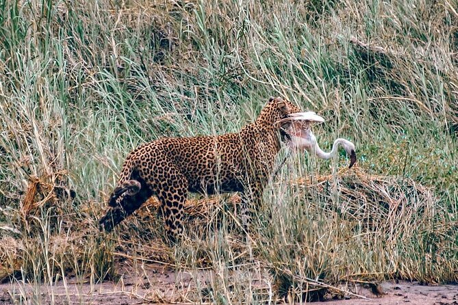 4-Day Northern Tanzania Camping Tour Safari - Camping, lodge nights, and the comfort question