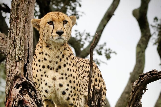4-Day Northern Tanzania Camping Tour Safari - The guides can shape the whole experience