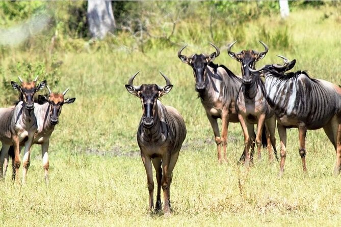4-Day Private Lake Natron and Serengeti Wildlife Safari - Lake Natron, flamingos, and Ol Doinyo Lengai