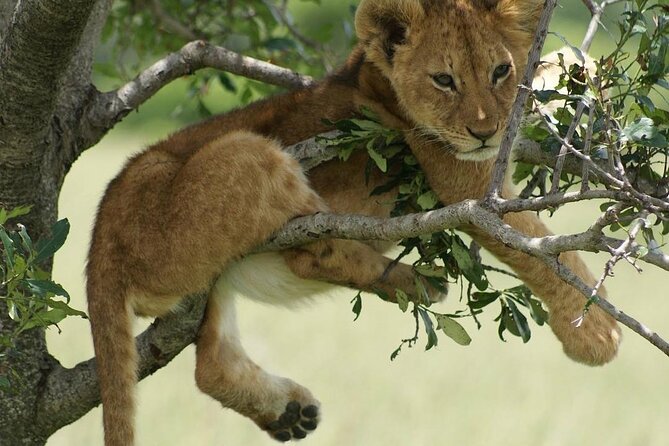 4-Day Private Lake Natron and Serengeti Wildlife Safari - What the private vehicle changes