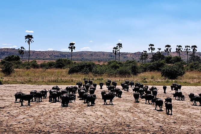 4-Day Private Lake Natron and Serengeti Wildlife Safari - Meals, cost, and what $1,600 buys