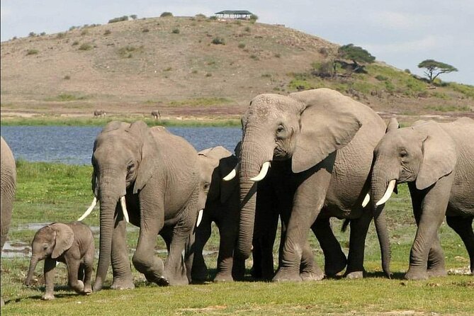 4-Day Private Lake Natron and Serengeti Wildlife Safari - Practical details before you commit