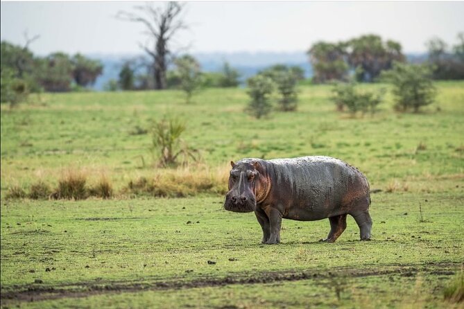4-Day Private Lake Natron and Serengeti Wildlife Safari - Ngorongoro Crater and the chance of black rhino