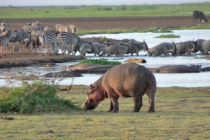 4 Day Private Tour Throughout Tarangire, Serengeti and Ngorongoro - Key points at a glance