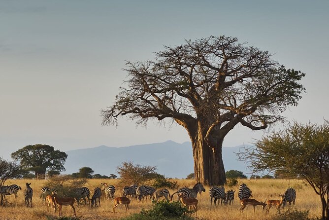 4 Day Private Tour Throughout Tarangire, Serengeti and Ngorongoro - Why this route works so well