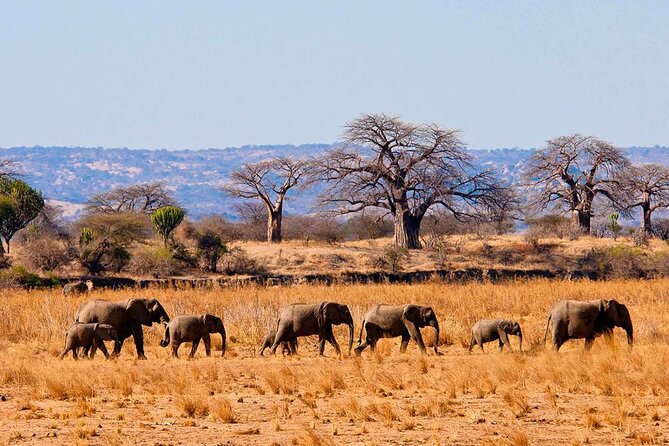 4 Day Private Tour Throughout Tarangire, Serengeti and Ngorongoro - Day 1: Tarangire and the river that draws the elephants