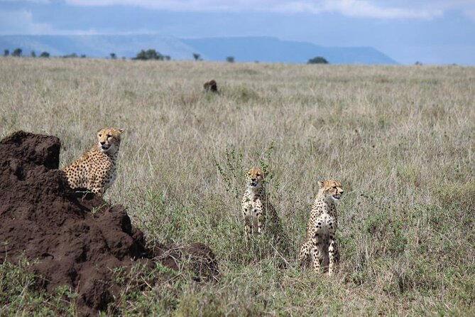 4-Day Safari from Arusha: Tarangire, Serengeti and Ngorongoro - Day 1: Tarangire’s elephants and giant baobabs