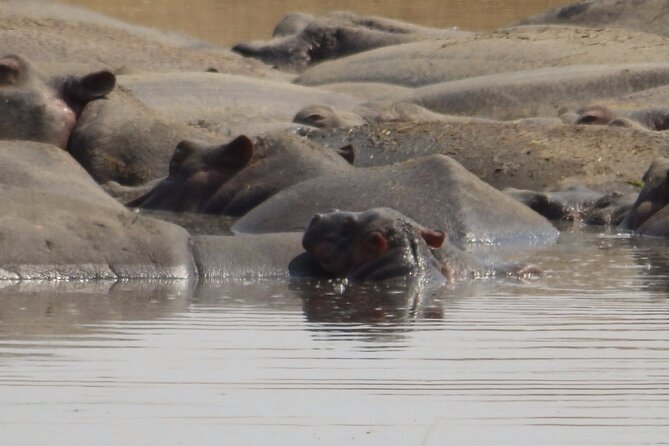 4-Day Safari from Arusha: Tarangire, Serengeti and Ngorongoro - Day 3: A morning drive before Ngorongoro