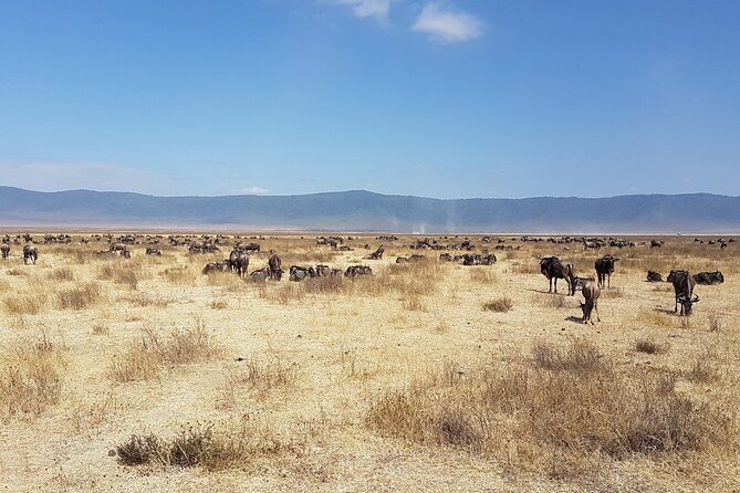 4-Day Safari from Arusha: Tarangire, Serengeti and Ngorongoro - Day 4: Wildlife concentrated inside Ngorongoro Crater