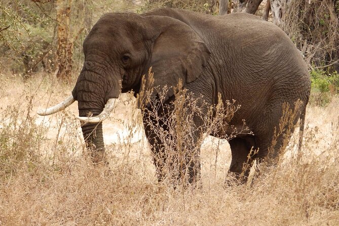 4-Day Safari from Arusha: Tarangire, Serengeti and Ngorongoro - Food, water, and what you still pay for
