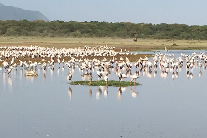 4-Day Safari from Arusha: Tarangire, Serengeti and Ngorongoro - Is the $1,753.34 price fair?