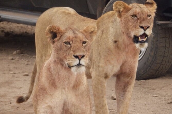 4-Day Safari from Arusha: Tarangire, Serengeti and Ngorongoro - Who should book this safari?