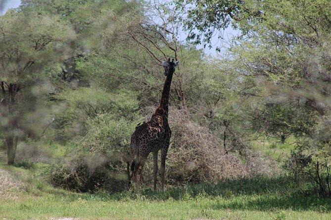 4-Day Safari in Tarangire, Serengeti & Ngorongoro (Mid-range) - Day 1: Tarangire and the pull of the river