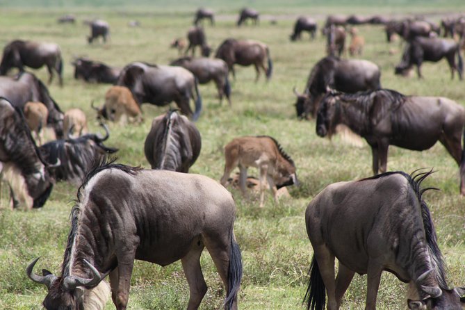 4-Day Safari in Tarangire, Serengeti & Ngorongoro (Mid-range) - Day 3: A second Serengeti position