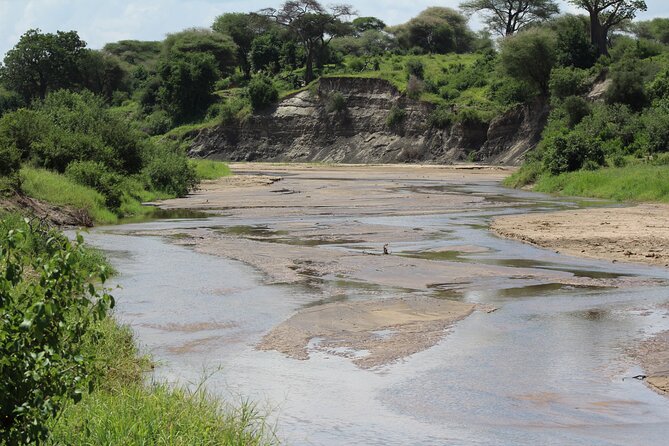 4-Day Safari in Tarangire, Serengeti & Ngorongoro (Mid-range) - Day 4: Down into Ngorongoro Crater