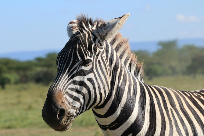 4-Day Safari in Tarangire, Serengeti & Ngorongoro (Mid-range) - Wildlife expectations: big sightings, not guarantees