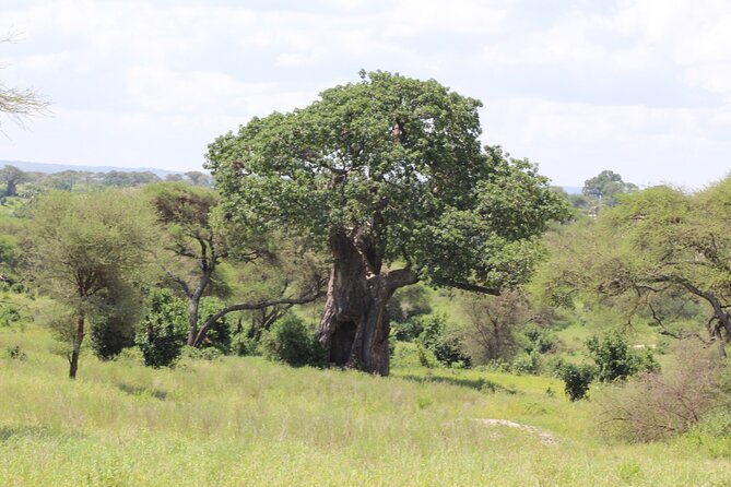 4-Day Safari in Tarangire, Serengeti & Ngorongoro (Mid-range) - Food, lodging, and the daily rhythm