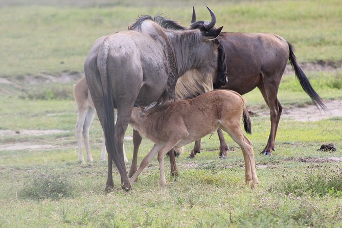 4-Day Safari in Tarangire, Serengeti & Ngorongoro (Mid-range) - Day 2: The long road into the Serengeti