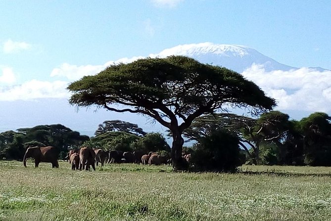 4-Day Safari: Lake Manyara, Serengeti & Ngorongoro - Day 3: One last Serengeti drive, then Ngorongoro