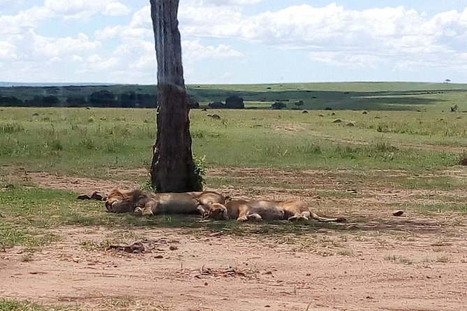 4-Day Safari: Lake Manyara, Serengeti & Ngorongoro - The guide and vehicle can shape the whole trip