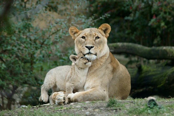 4 Day Safari- Tarangire,Ngorongoro and Serengeti - Ngorongoro Crater: a concentrated search for the Big Five