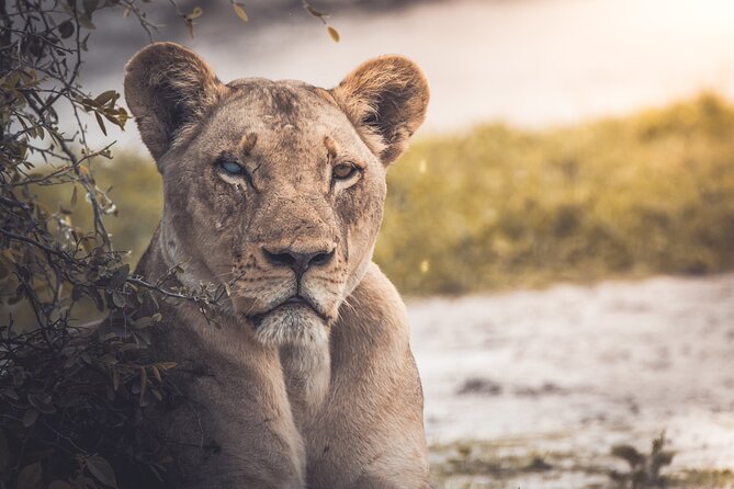 4 Day Safari- Tarangire,Ngorongoro and Serengeti - Serengeti: following the migration across open plains