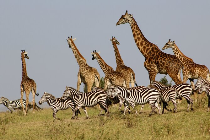 4 Day Safari- Tarangire,Ngorongoro and Serengeti - Accommodation, food, and the price of $3,984