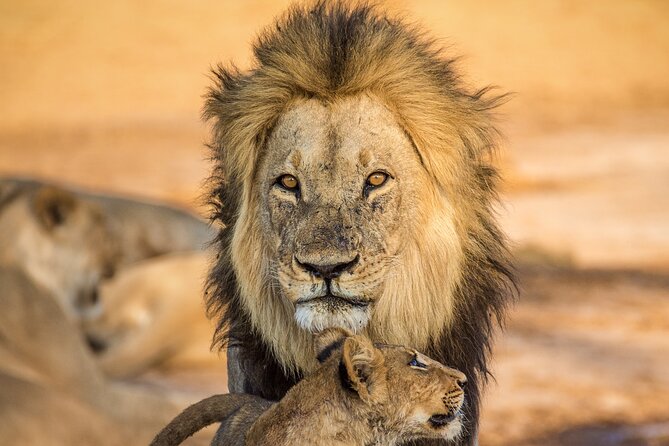 4 Day Safari- Tarangire,Ngorongoro and Serengeti - Who will get the most from this safari