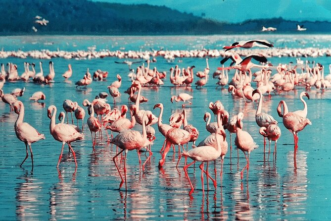 4-Day Safari to Tarangire ,Serengeti and Ngorongoro crater from Arusha - Who Will Get the Most From This Safari