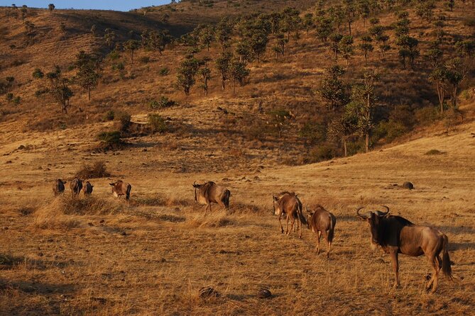 4-Day Safari to Tarangire, Serengeti and Ngorongoro from Arusha - Join a group - Day three: a final Serengeti morning and a high rim