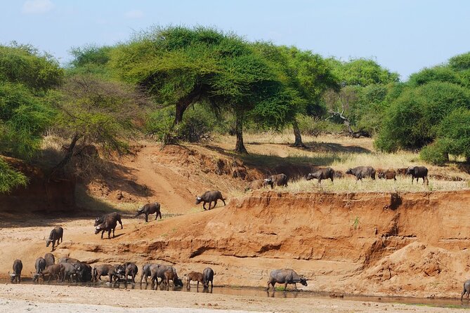 4-Day Safari to Tarangire, Serengeti and Ngorongoro from Arusha - Join a group - Camping, meals, and what to pack