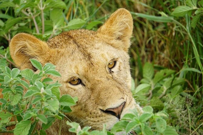 4-Day Safari to Tarangire, Serengeti and Ngorongoro from Arusha - Join a group - Who should book this four-day safari?