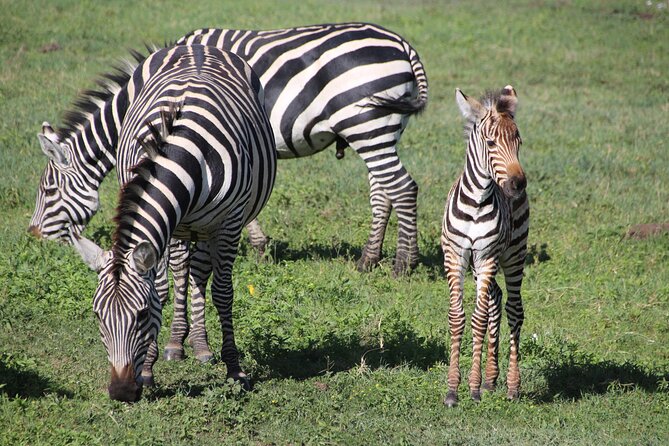 4-Day Safari to Tarangire, Serengeti and Ngorongoro from Arusha - Join a group - Day two: the long road into the Serengeti