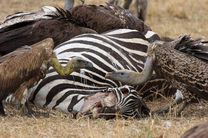 4 Day Serengeti and Ngorongoro crater - From Arusha to the Serengeti plains