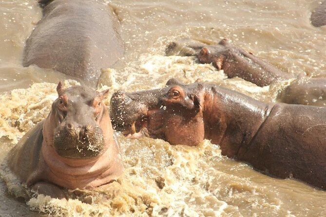 4 Day Serengeti and Ngorongoro crater - Day three: one last look before Ngorongoro