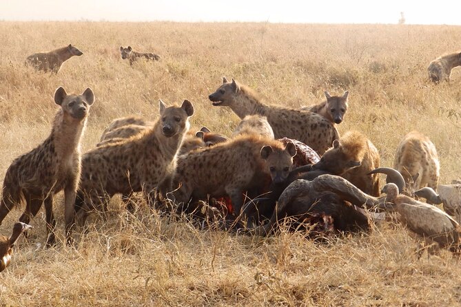 4 Day Serengeti and Ngorongoro crater - The guides can make or break the experience