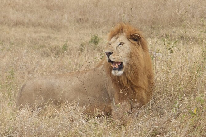 4 Day Serengeti and Ngorongoro crater - Day two: a full Serengeti game-drive day