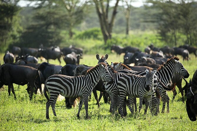4-Day Serengeti, Ngorongoro, & Lake Manyara Budget Tour - Ngorongoro Crater, a different kind of wildlife day
